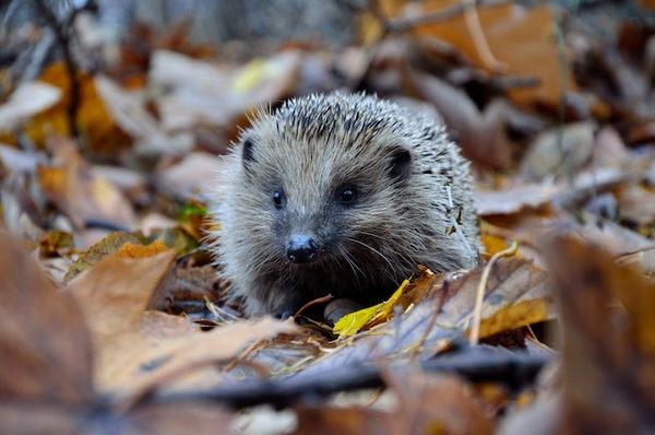 Creating a Personal Hedgehog Concept
